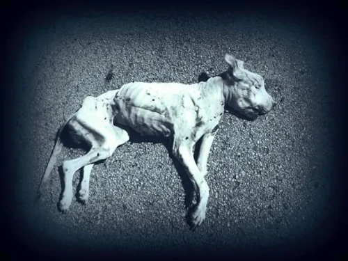 Another dead dog found along Dowdy Ferry Road.