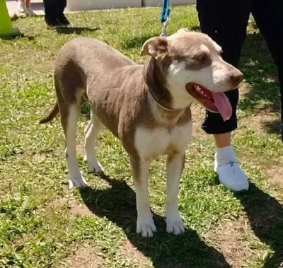Zeus was one of the few dogs saved after being found barely alive along Dowdy Ferry Road.