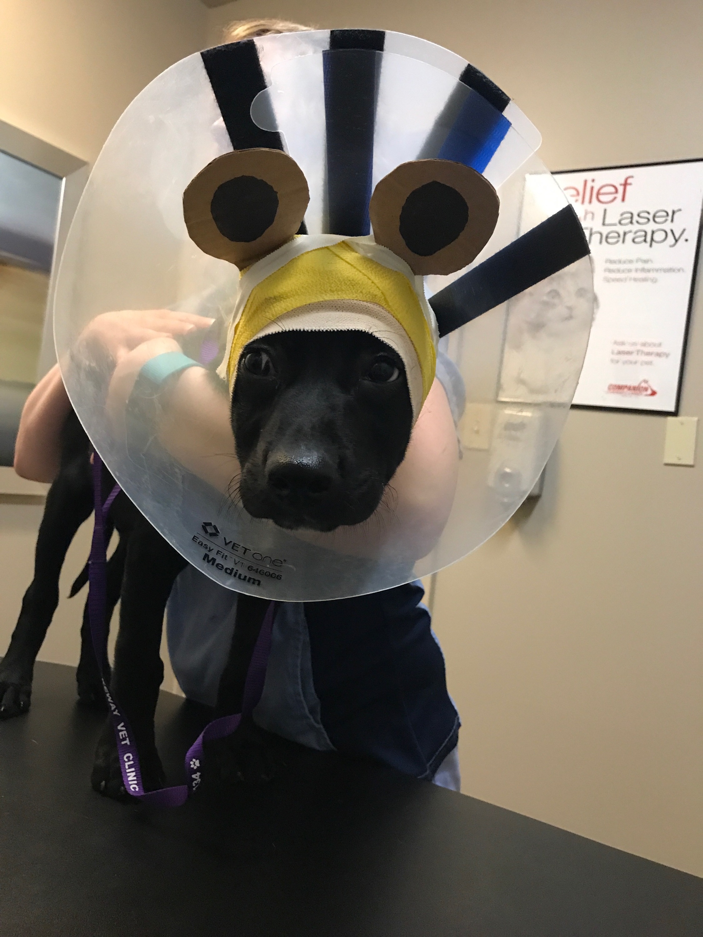 Vet makes temporary ears for puppy 