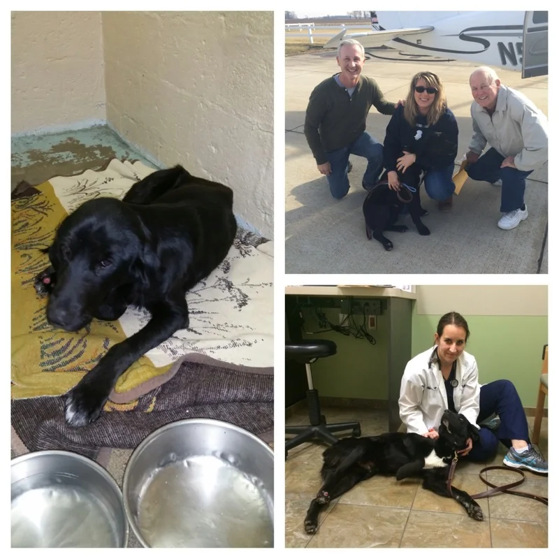 Drake right after being thrown from the car and after surgery. He was flown to Indiana by "Pilots for Paws."