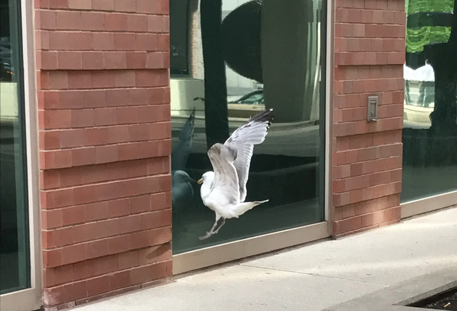 Boston seagull needs saving... from himself! 