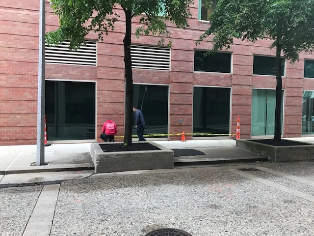 Boston Animal Rescue League works to help the confused seagull 