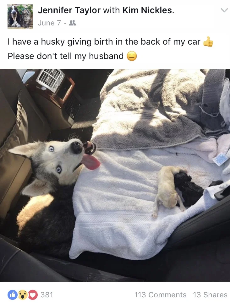 "I have a husky giving birth in the back of my car, please don’t tell my husband"