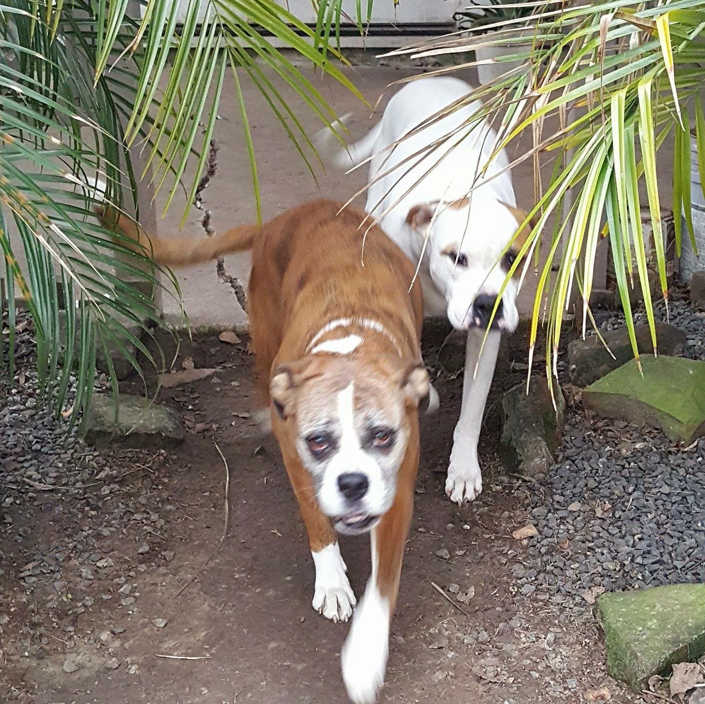 Houston family reunited with dogs they had to leave in flooded home