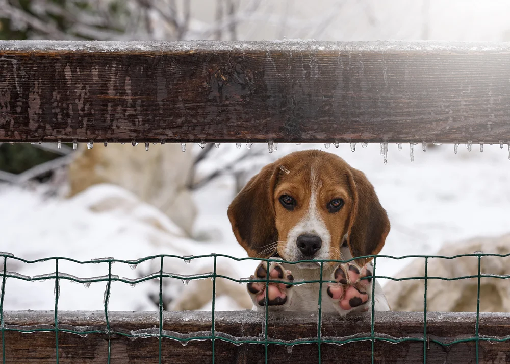 Can A Dog Die From A Cold