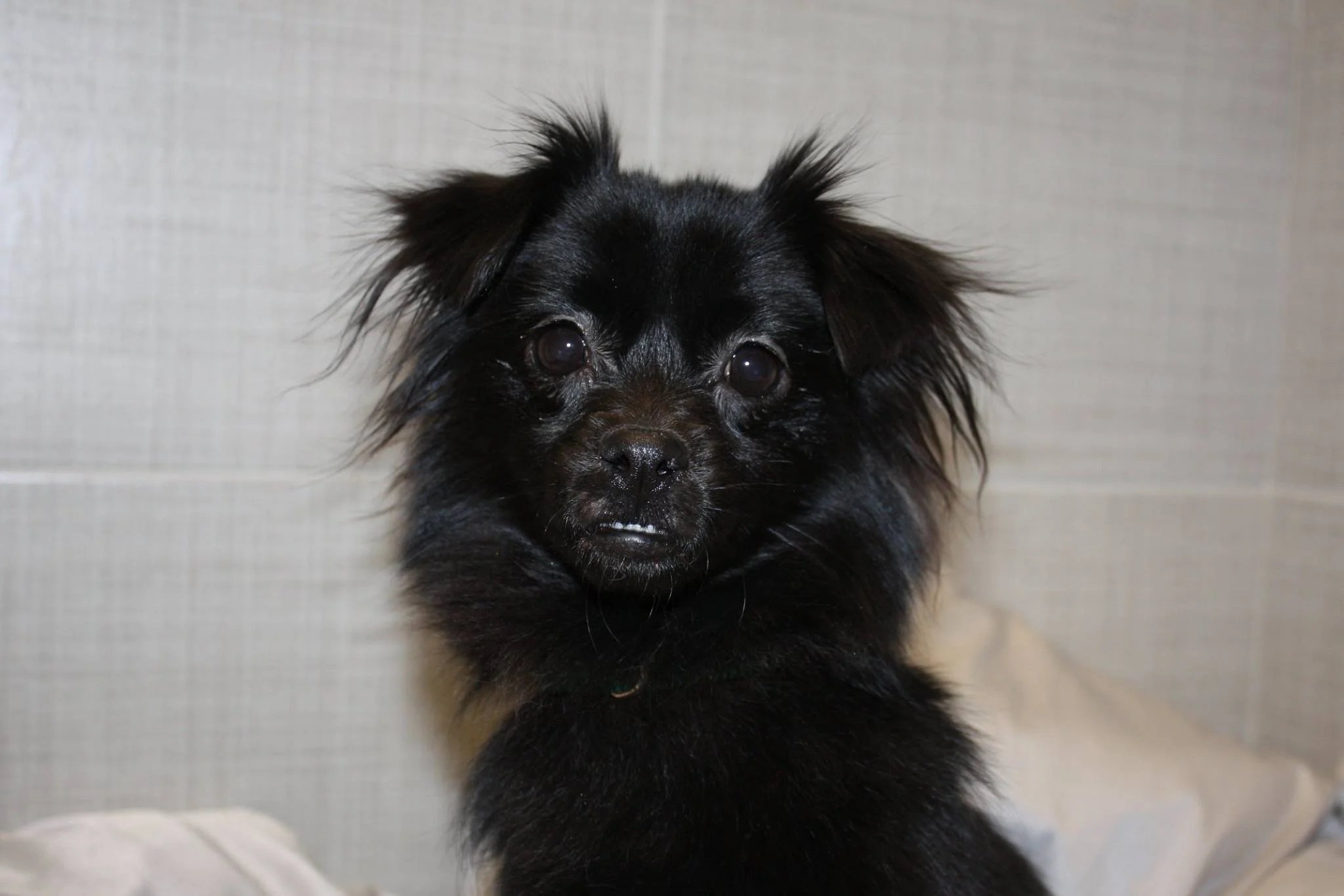 Credit: Northeast Animal Shelter, Salem, MA