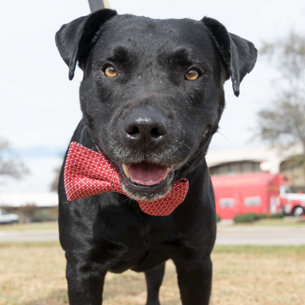 Credit: Houston Pets Alive