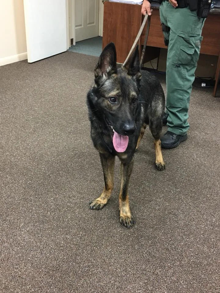 Shep, Pasco County Sheriff