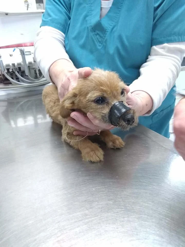 Griffith Animal Hospital, Griffith, Indiana