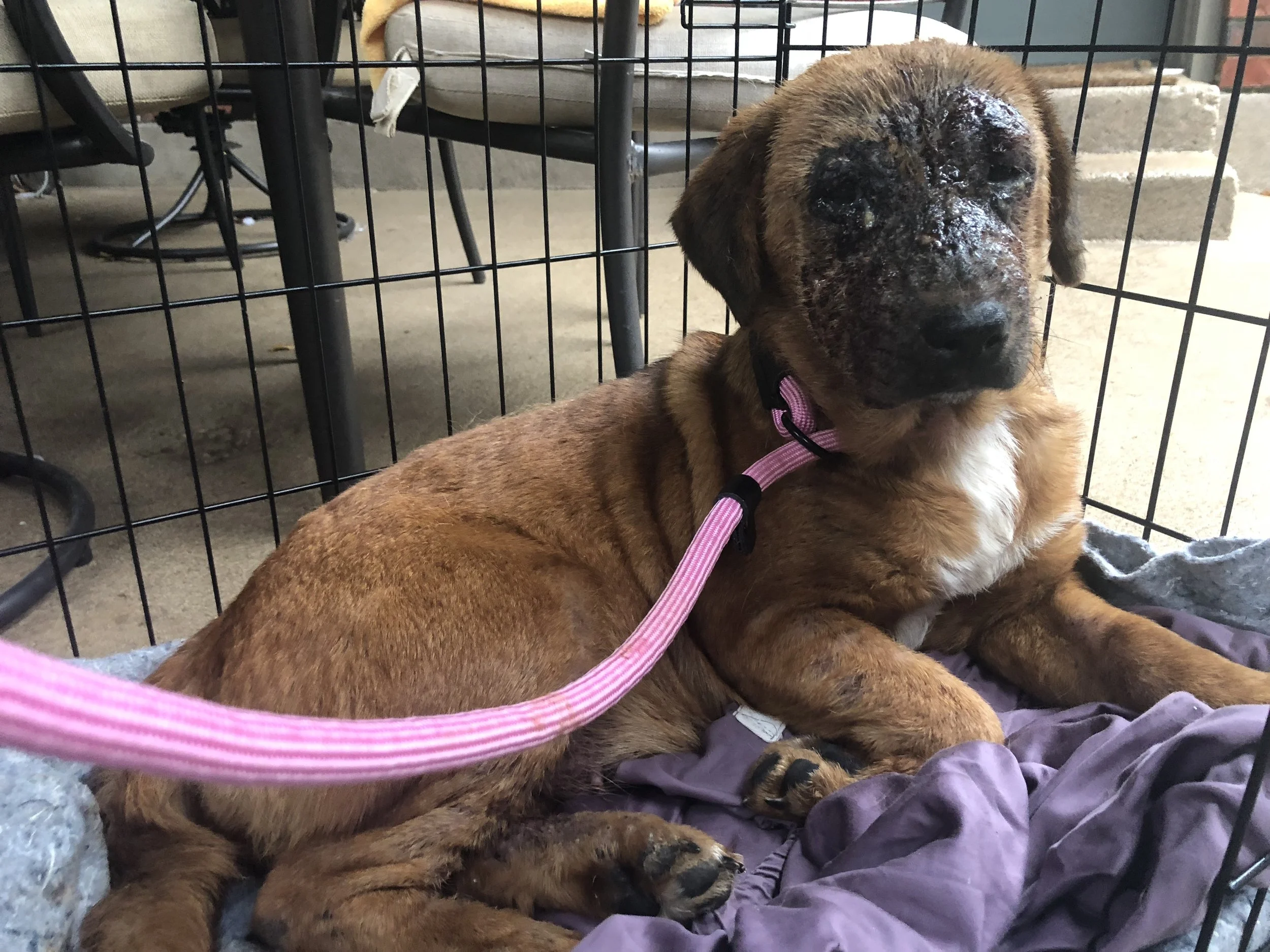 Dog saved from shelter after having motor oil poured on her face