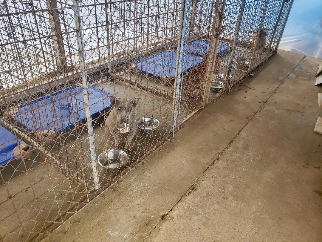 Dogs currently in the San Jacinto County animal shelter in Texas