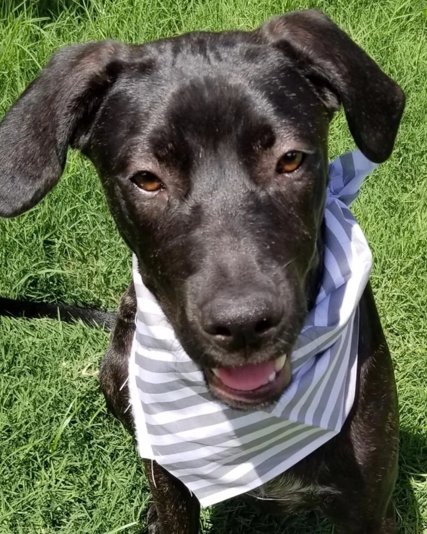 This pup, Wilbur, received vet care at a nonprofit clinic in Texas
