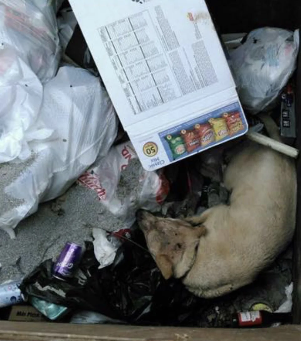 Original photo of Millie found in a dumpster taken by San Antonio Animal Care Services