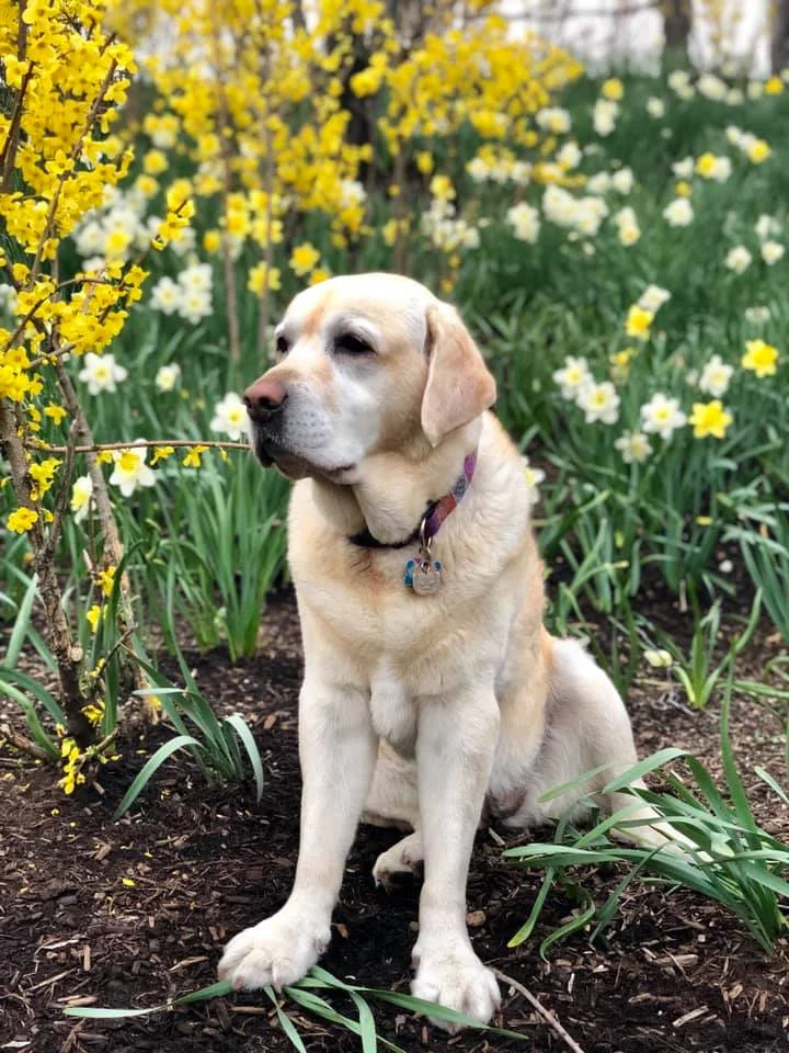 Dog with arthritis in elbows