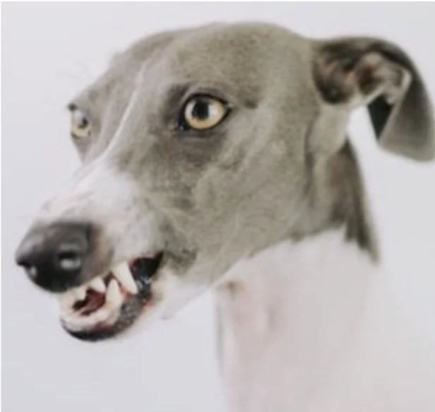 My Dog Bit Someone, Now What?