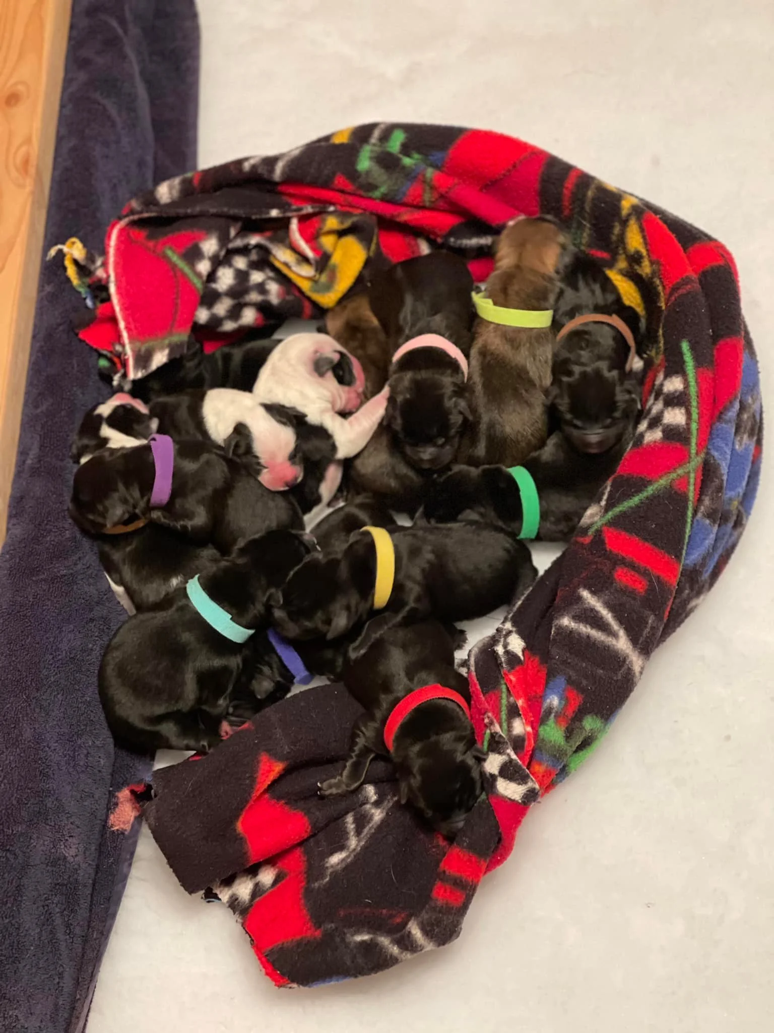 15 puppies Credit Emmy.jpg