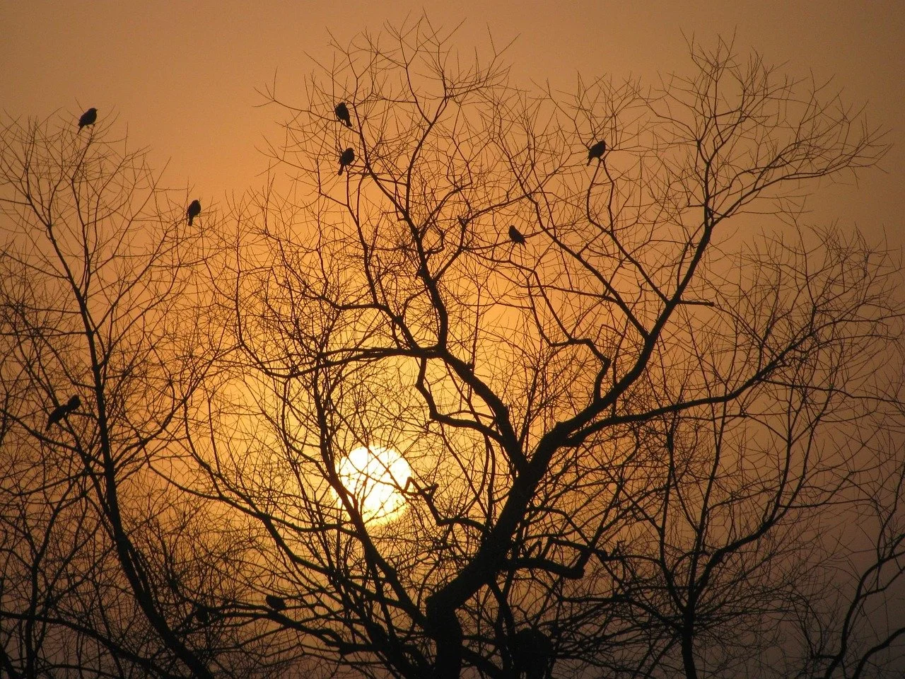 tree-silhouette-1254037_1280.jpg