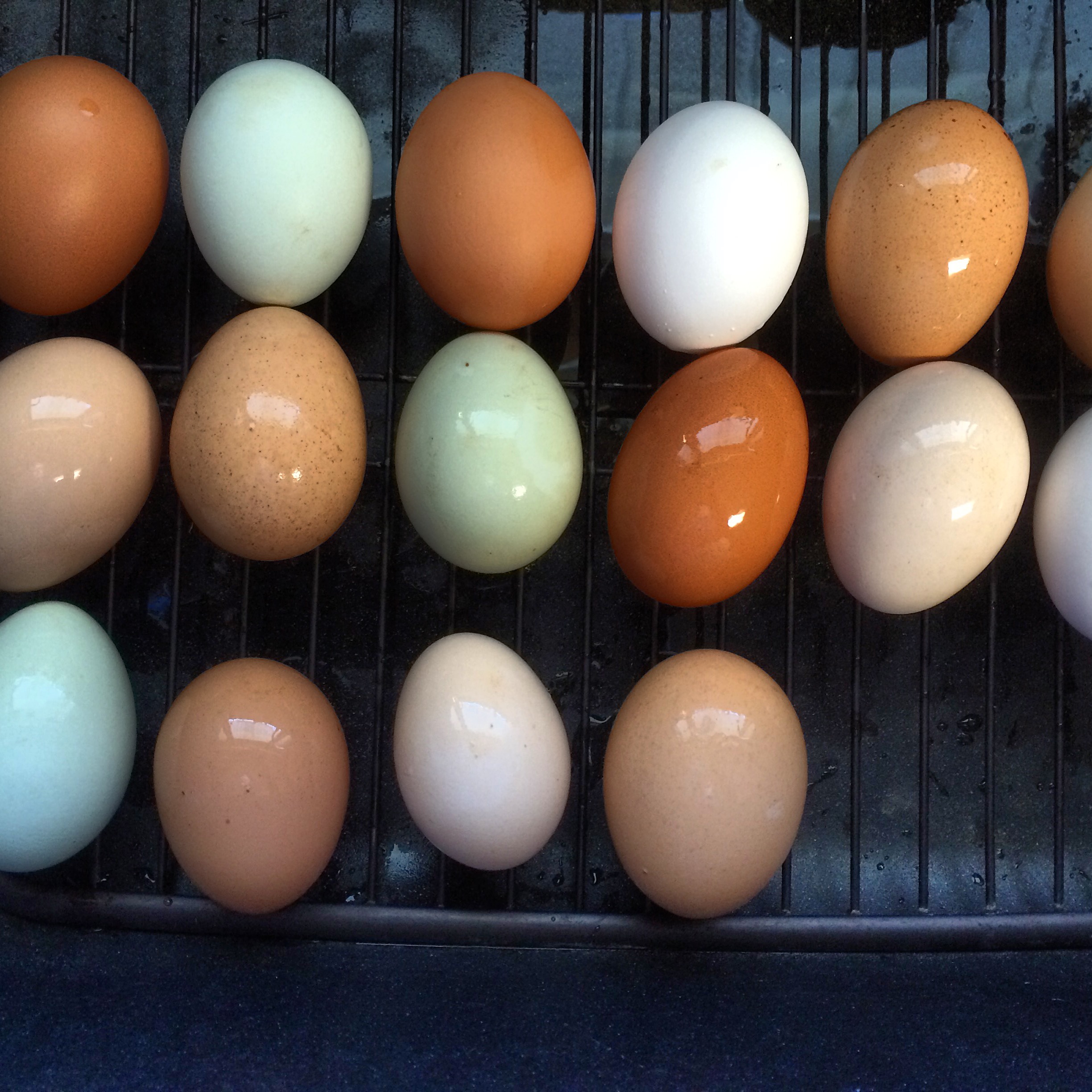 the bounty of our summer eggs...