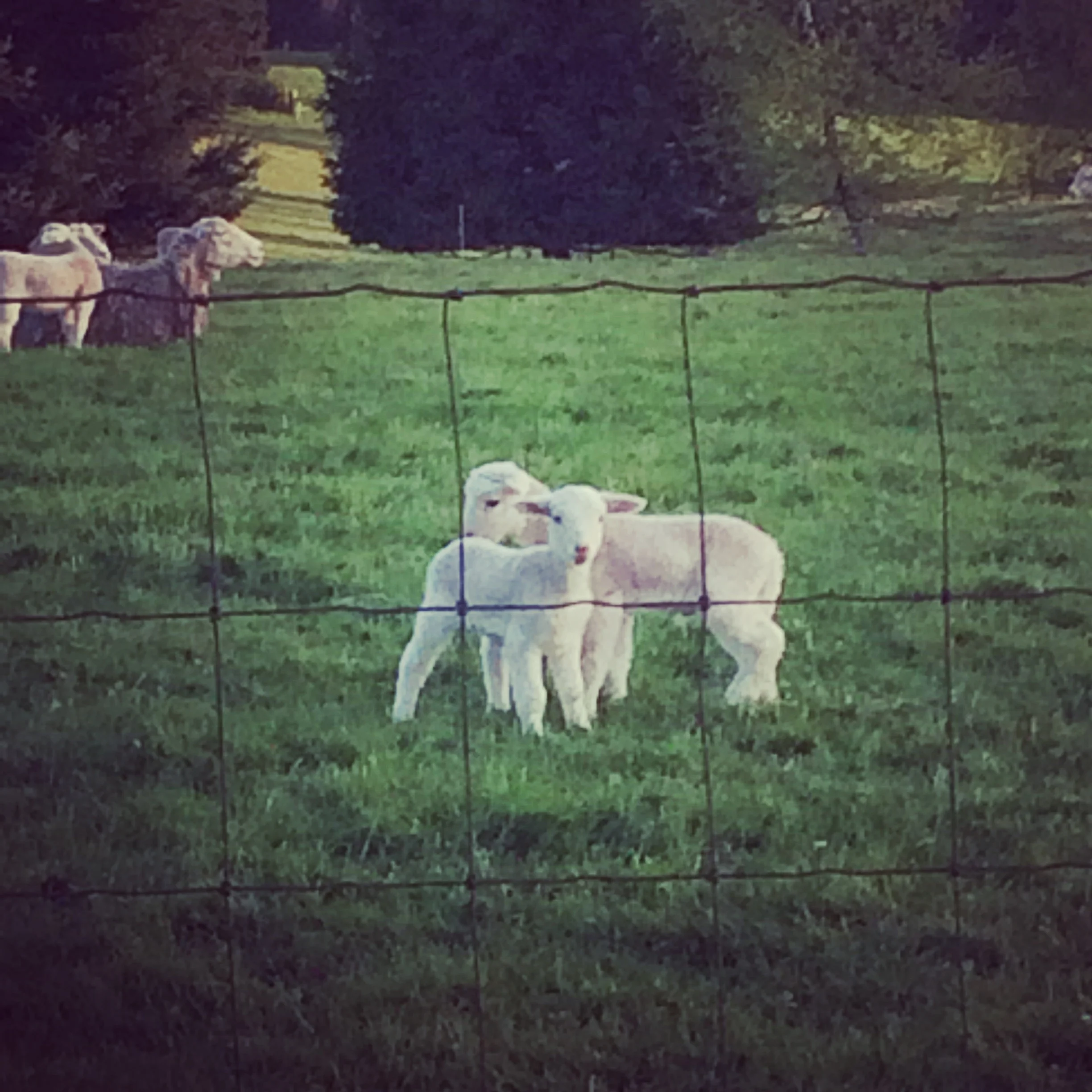 the baby lambs across the street