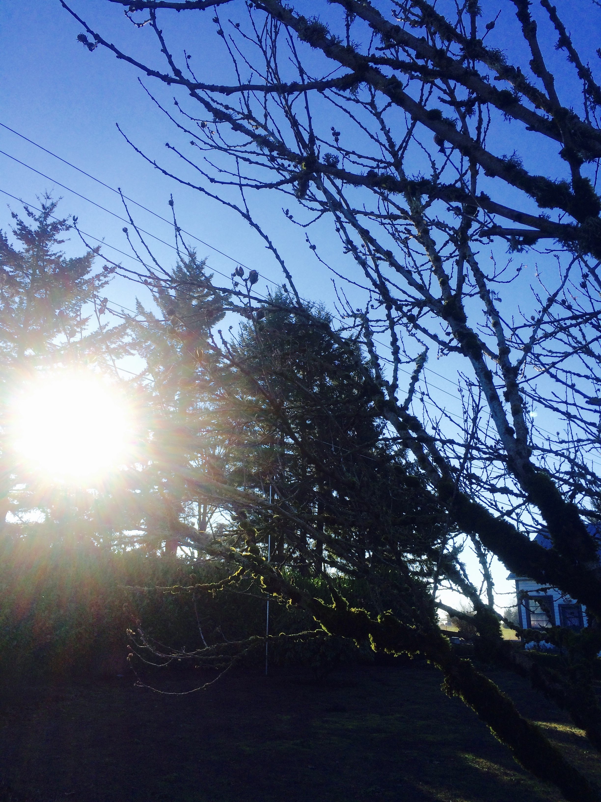 winter sun