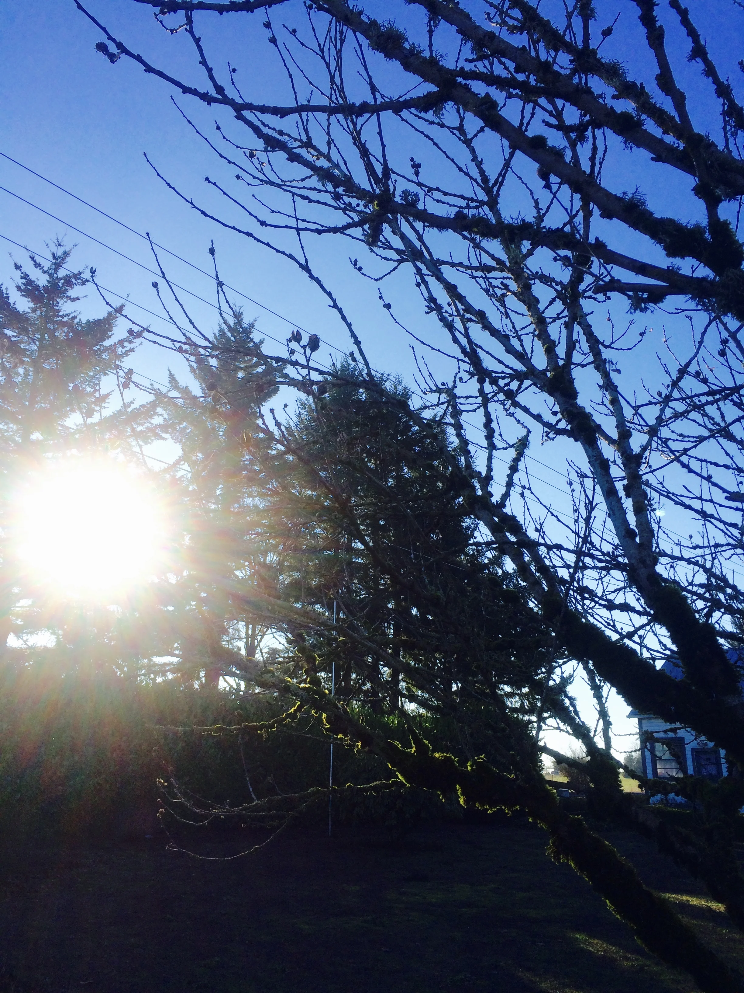 winter sun