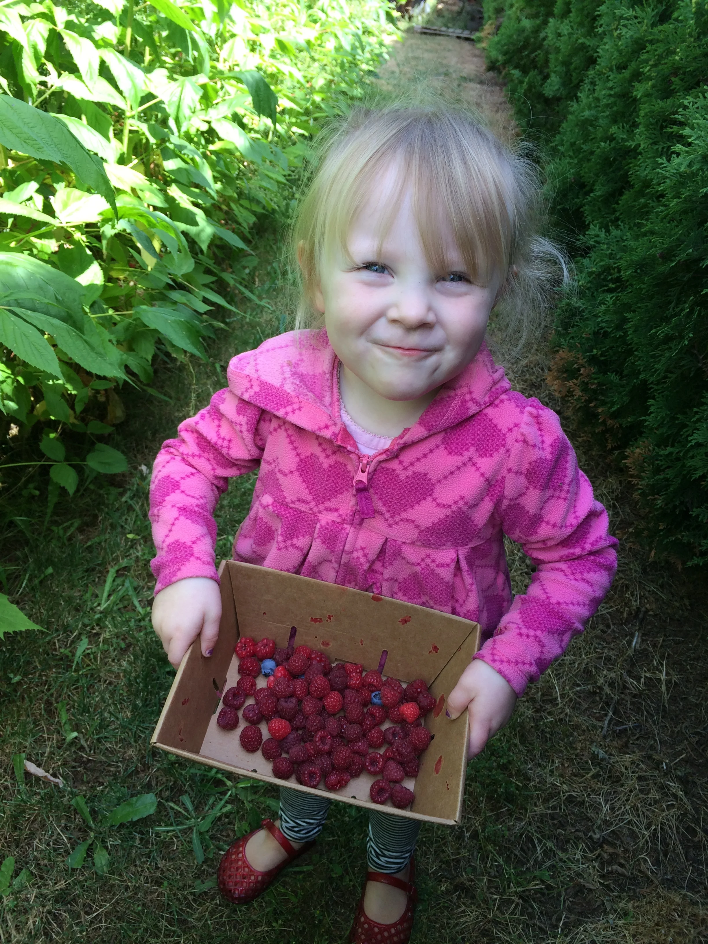 my berry picking helper
