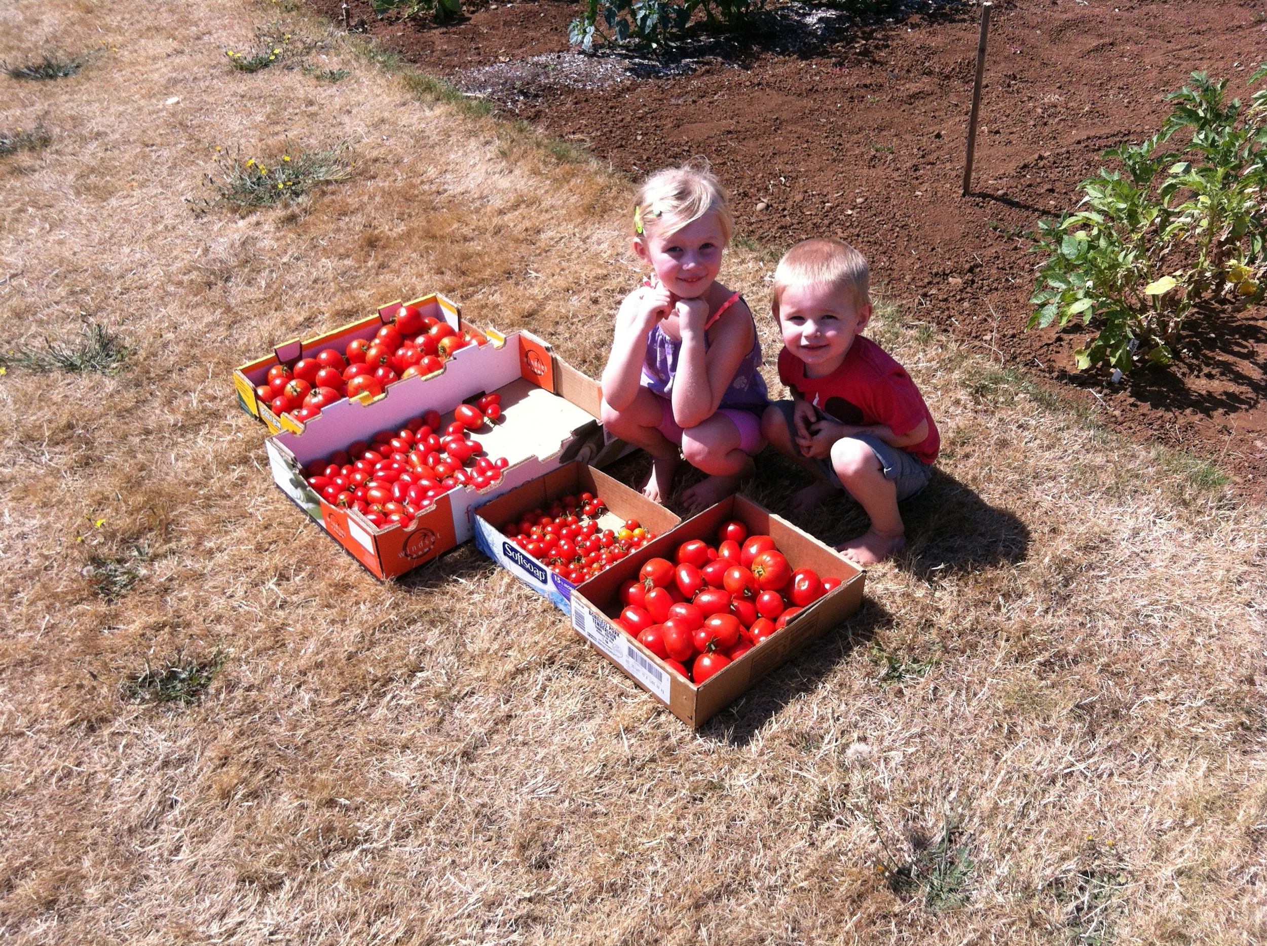 Tomato bounty