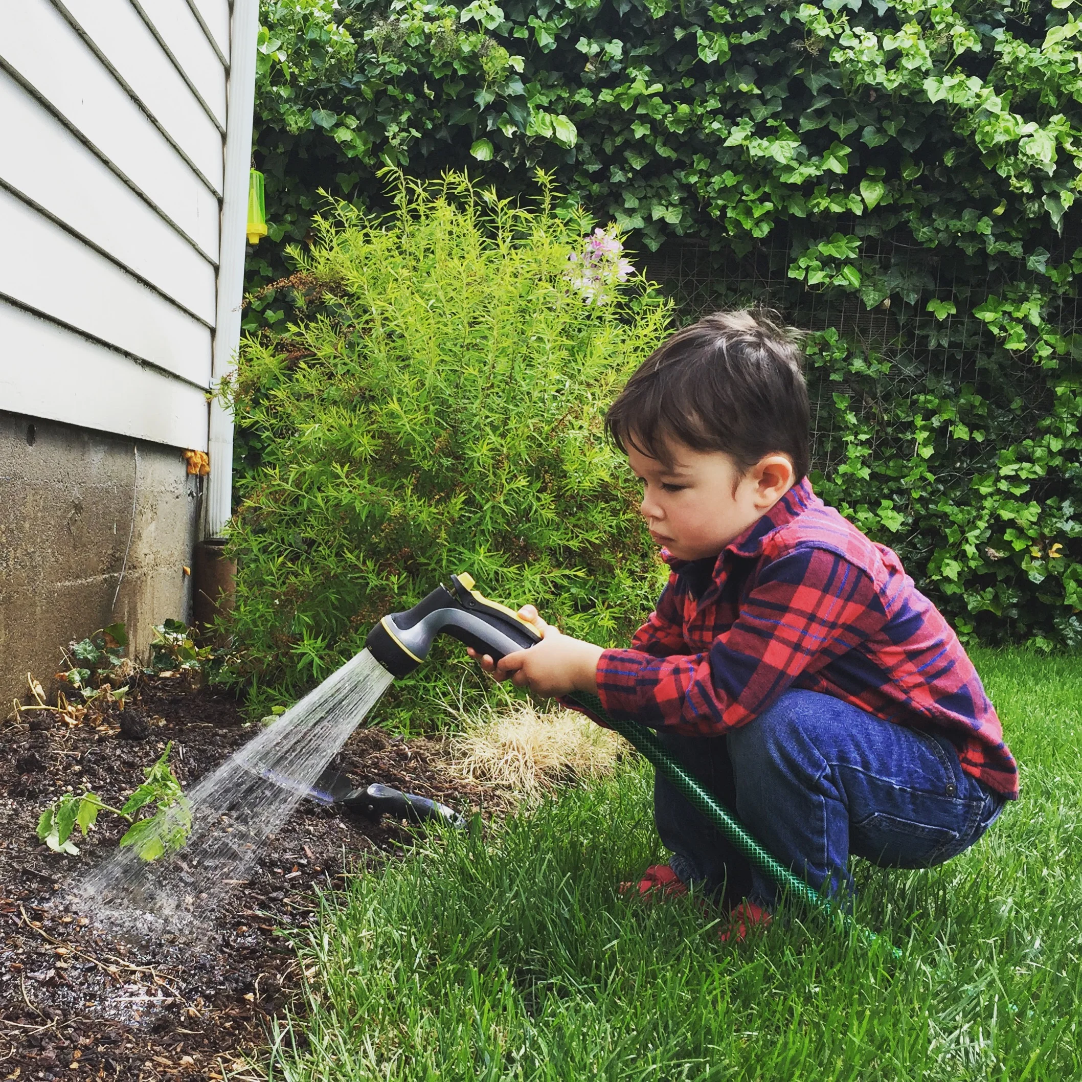watering young plant
