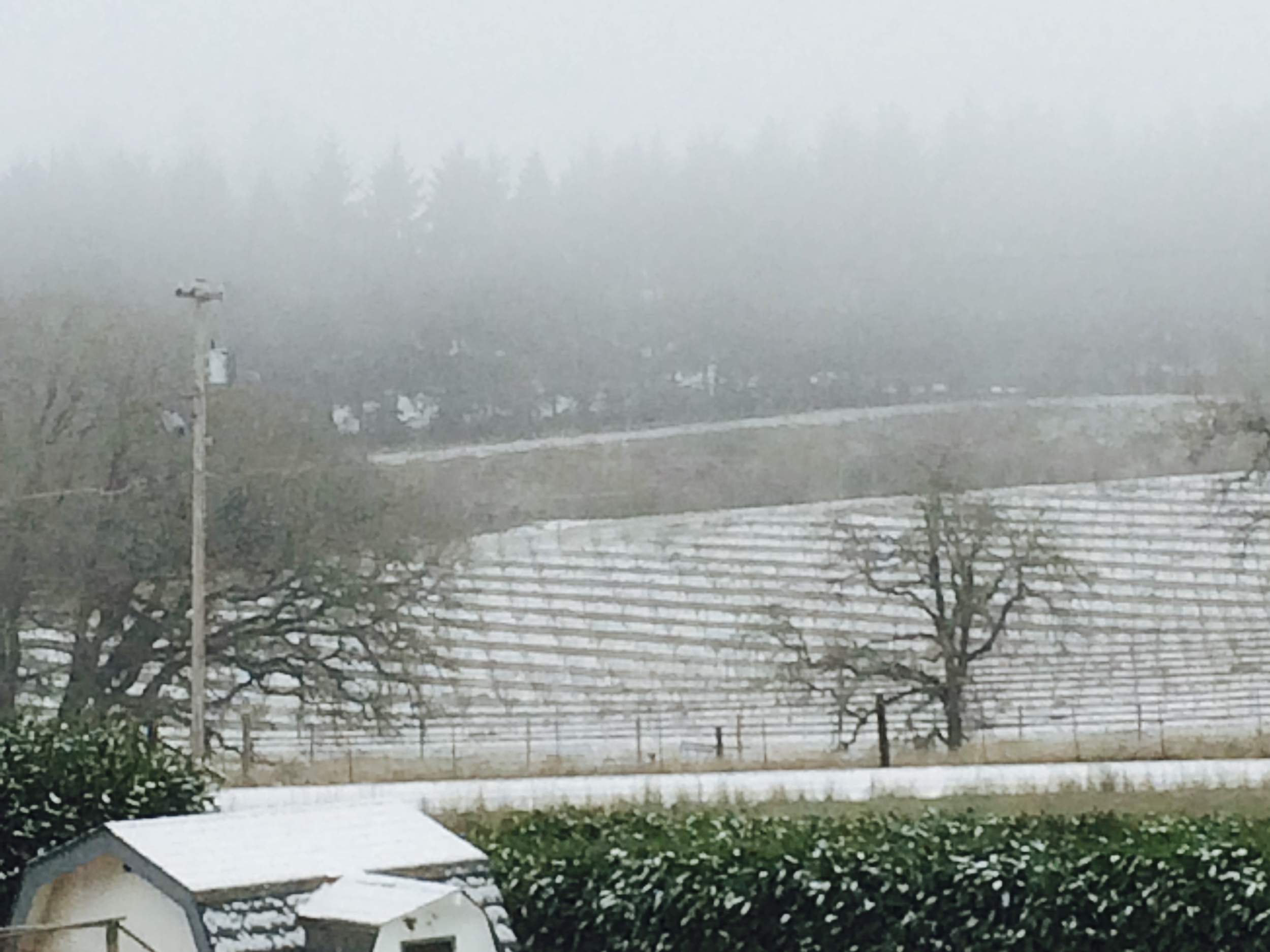 Snowy Morning