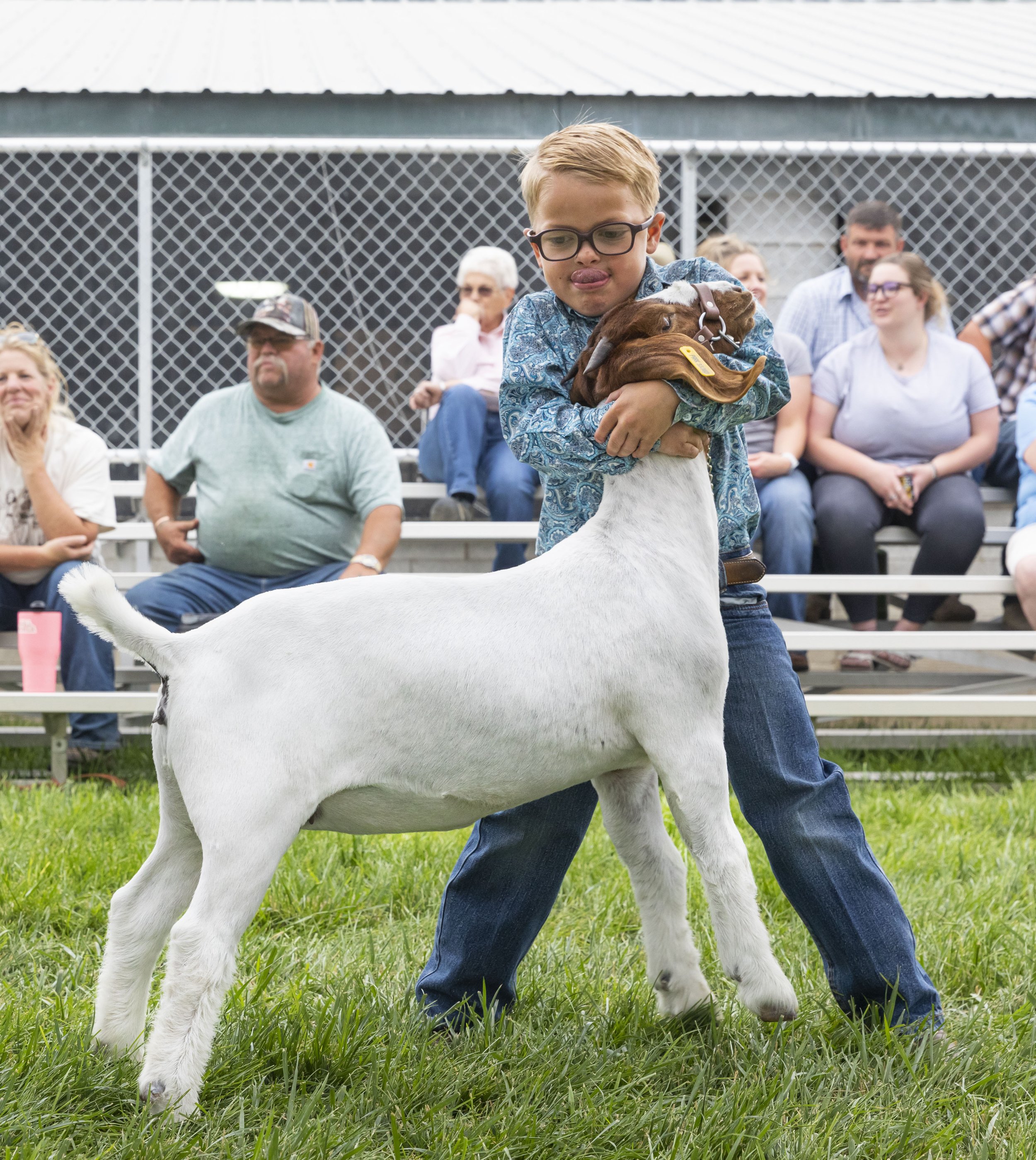  Trace Dunnam, 6, shows his goat for 2nd place during 4-H market goat showmanship at the Park County Fair on Wednesday, July 28th. 