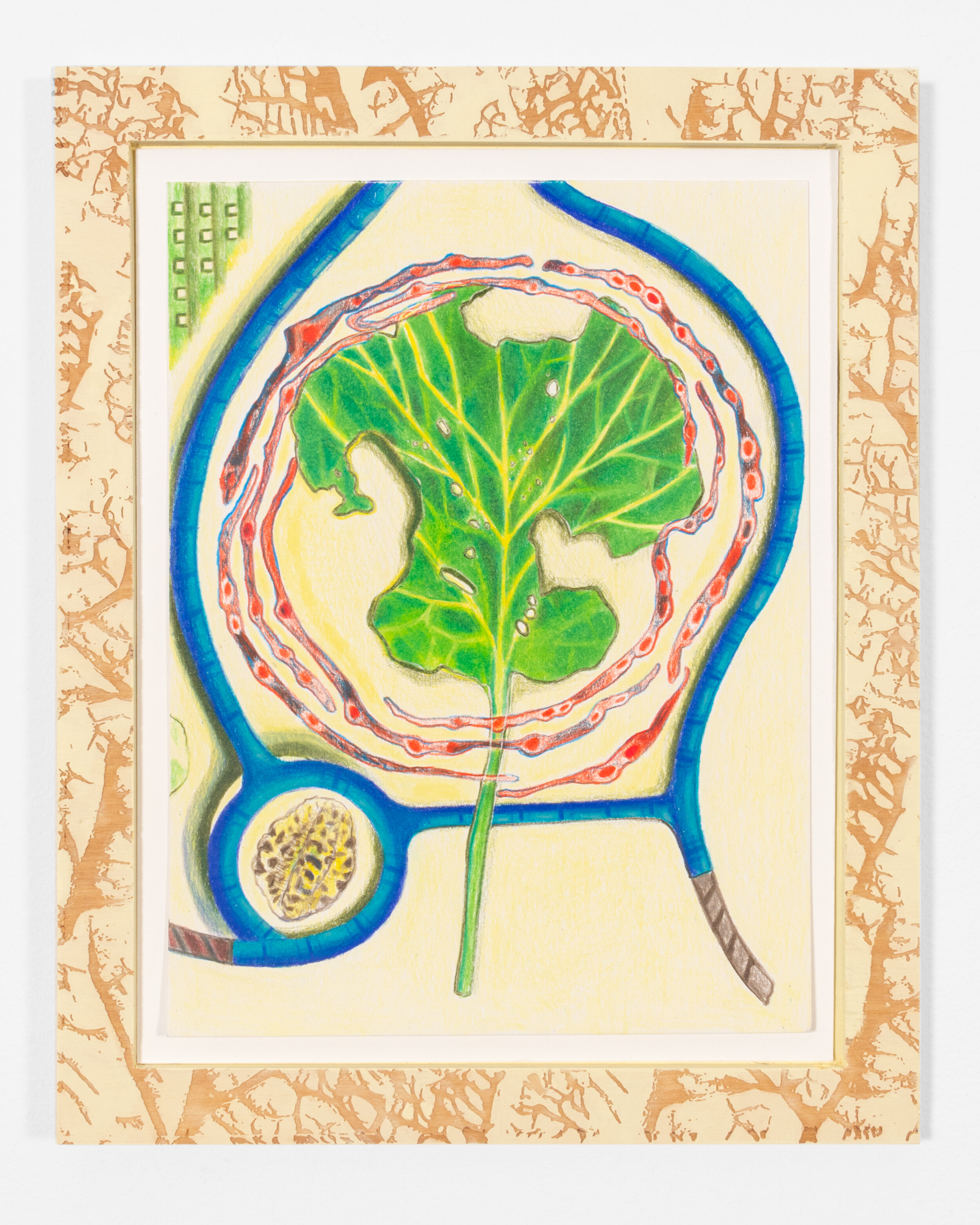 Cabbage Looper Leaf Tracings