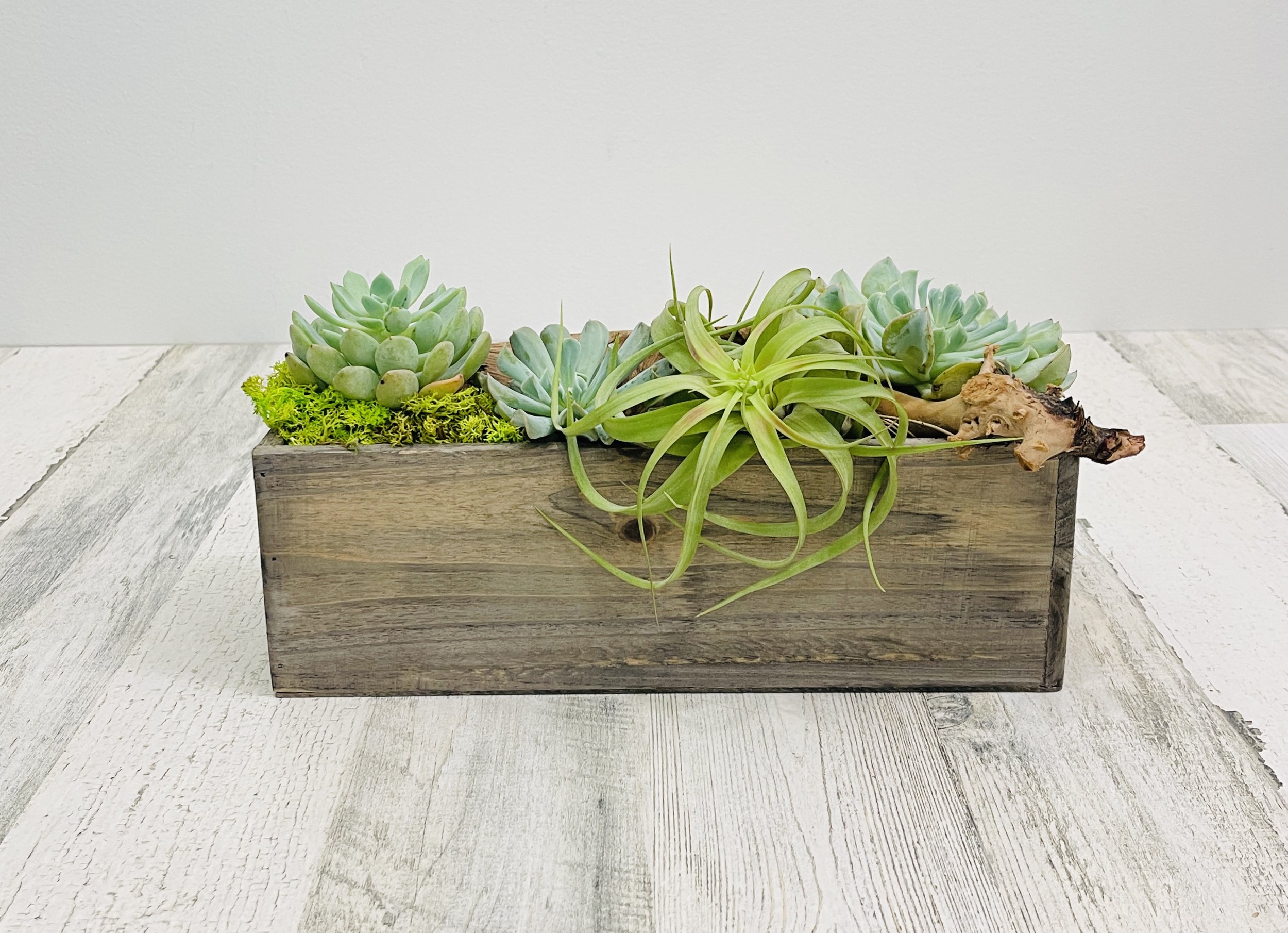 The Succulent &amp; Tillandsia