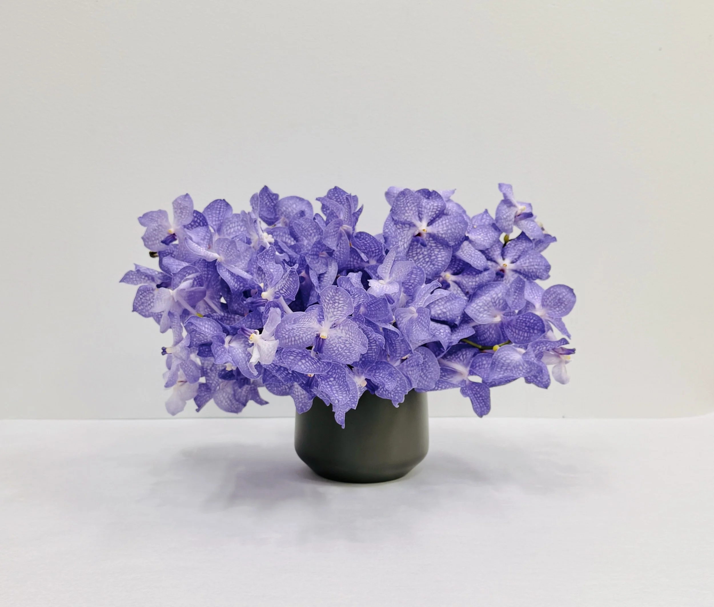 Lavender Cloud