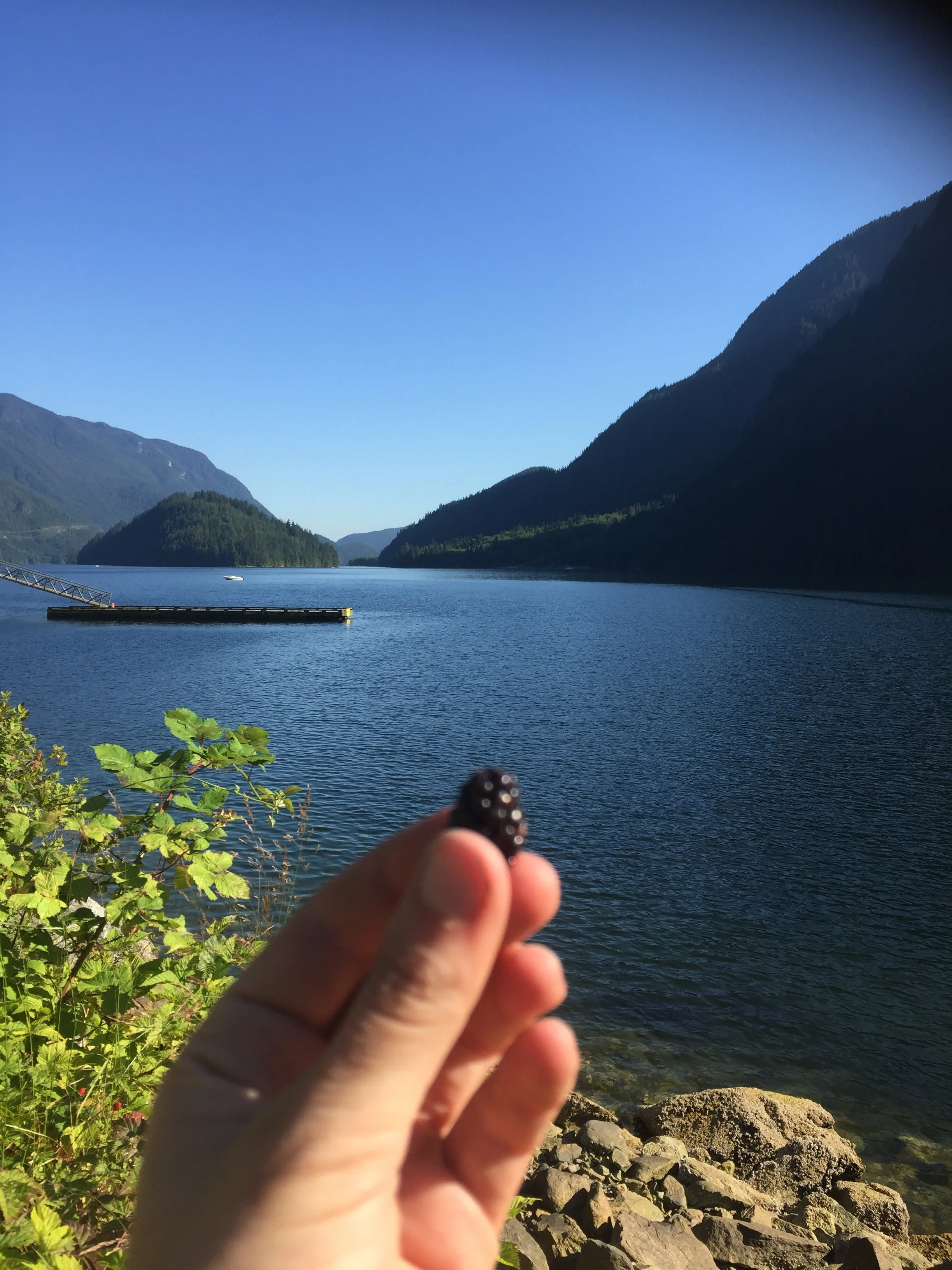Wild blackberry road snack