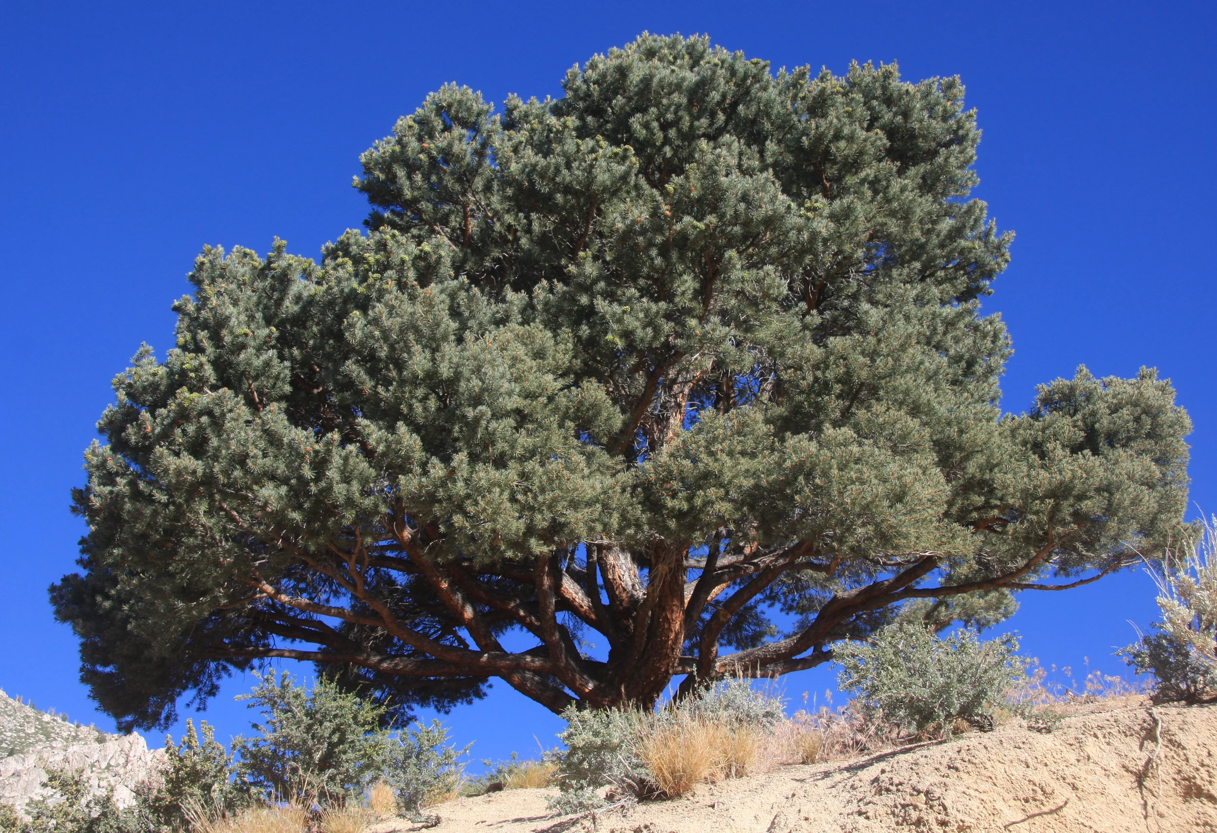 Pinyon pine_Wikimedia Commons.jpg