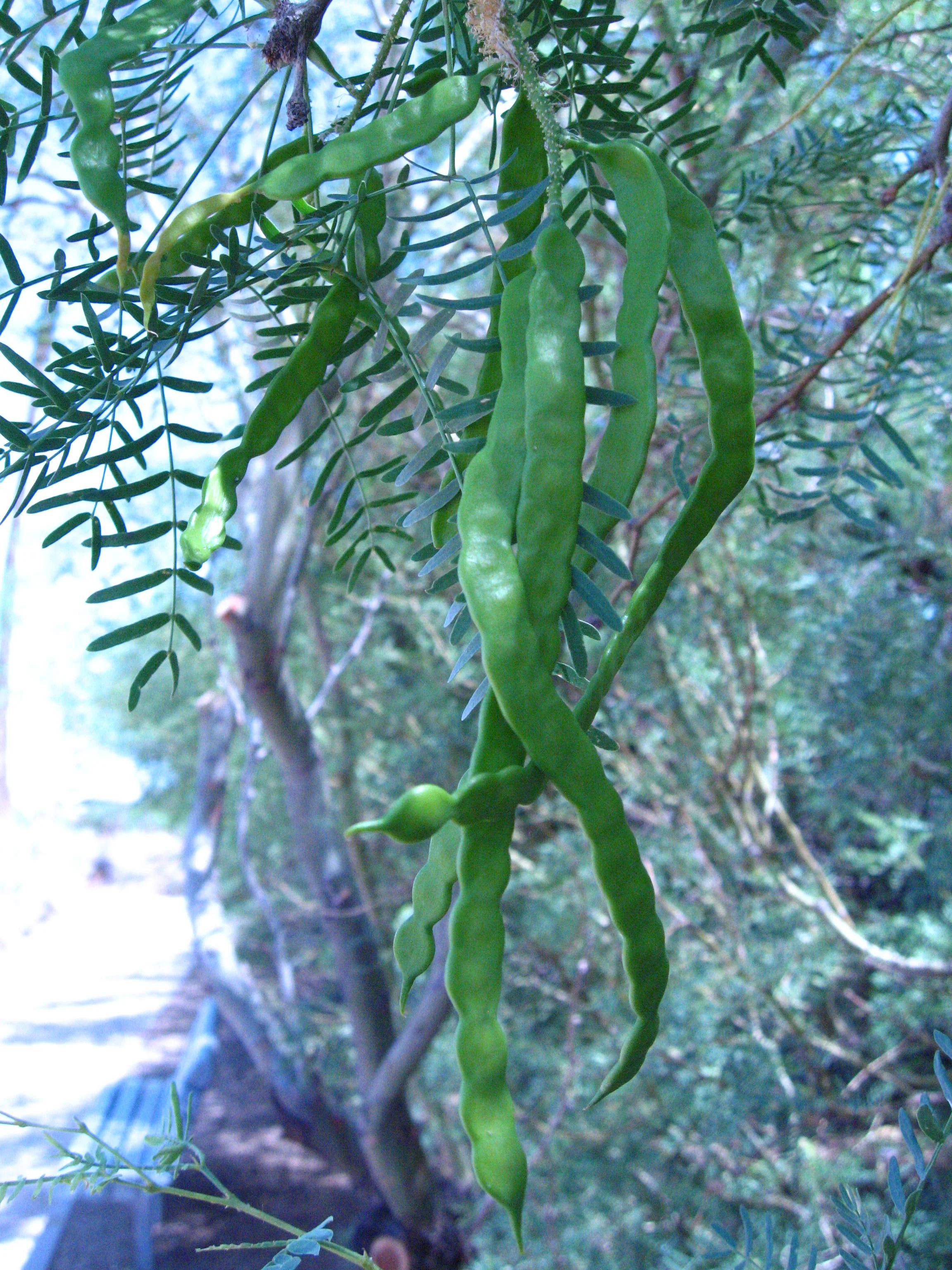 Honey mesquite_Wikimedia Commons.jpg