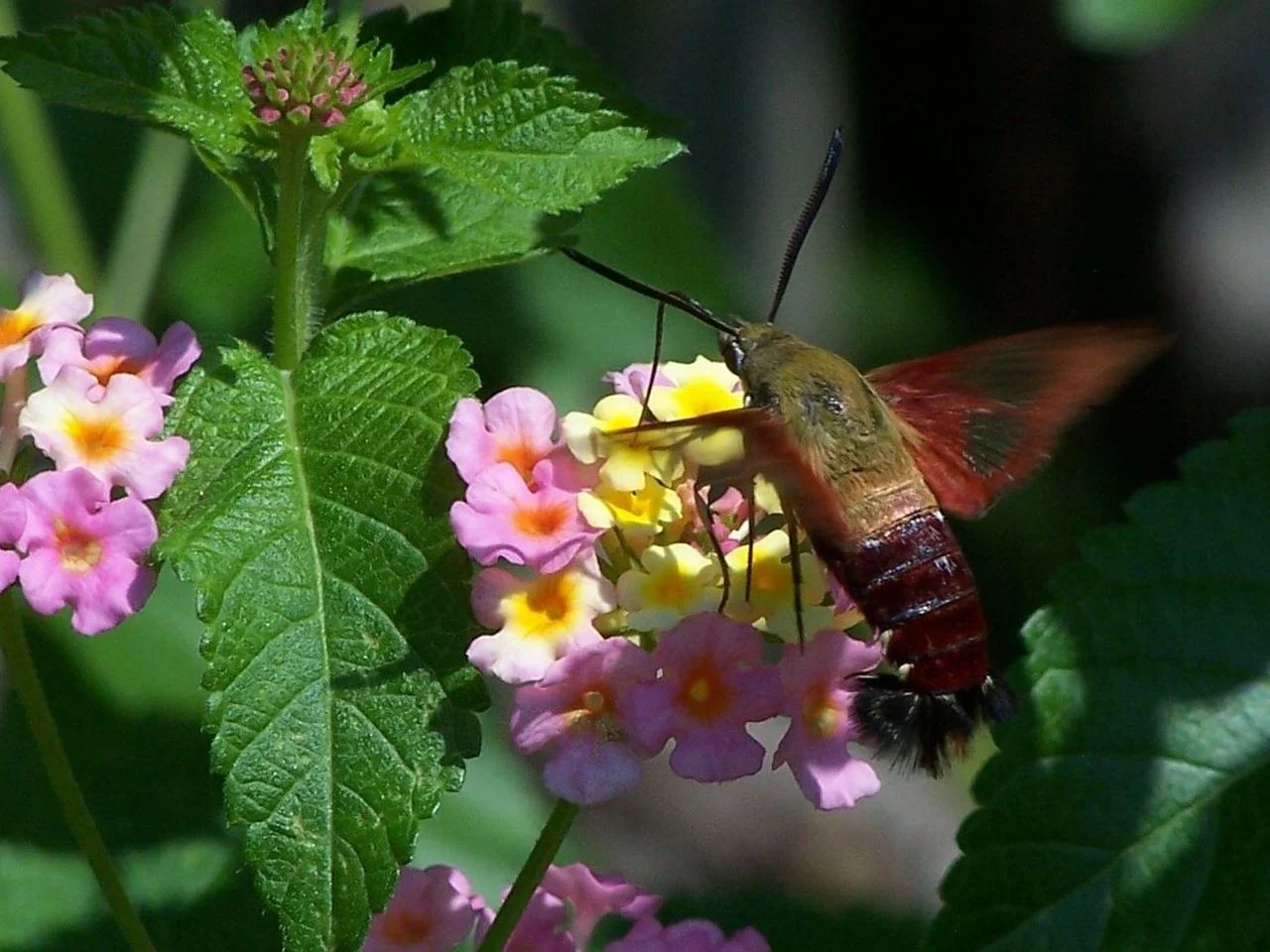 Sphinx moth_Wikimedia Commons.jpg