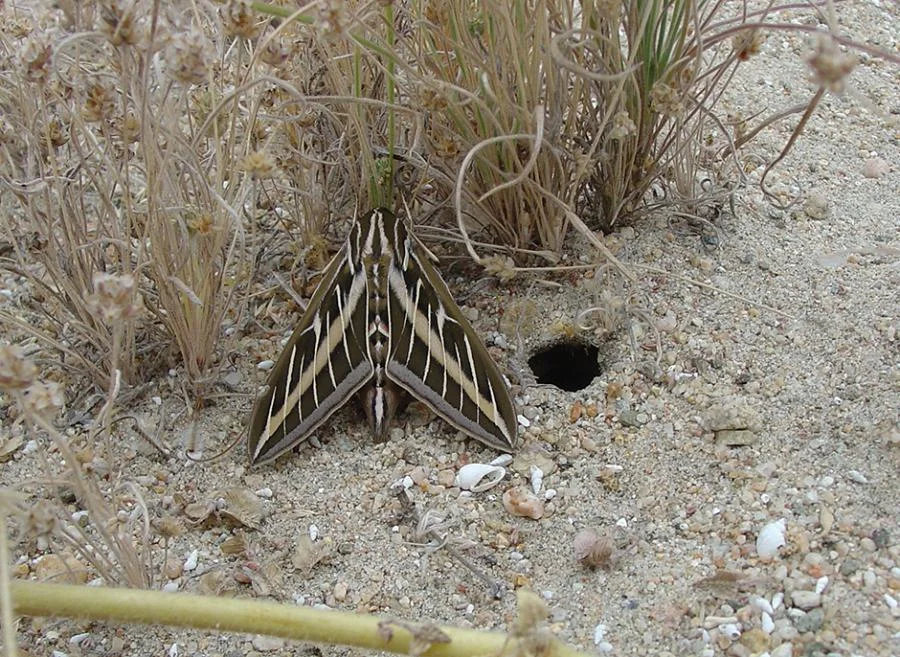 Moth Babes Ride Out.jpg