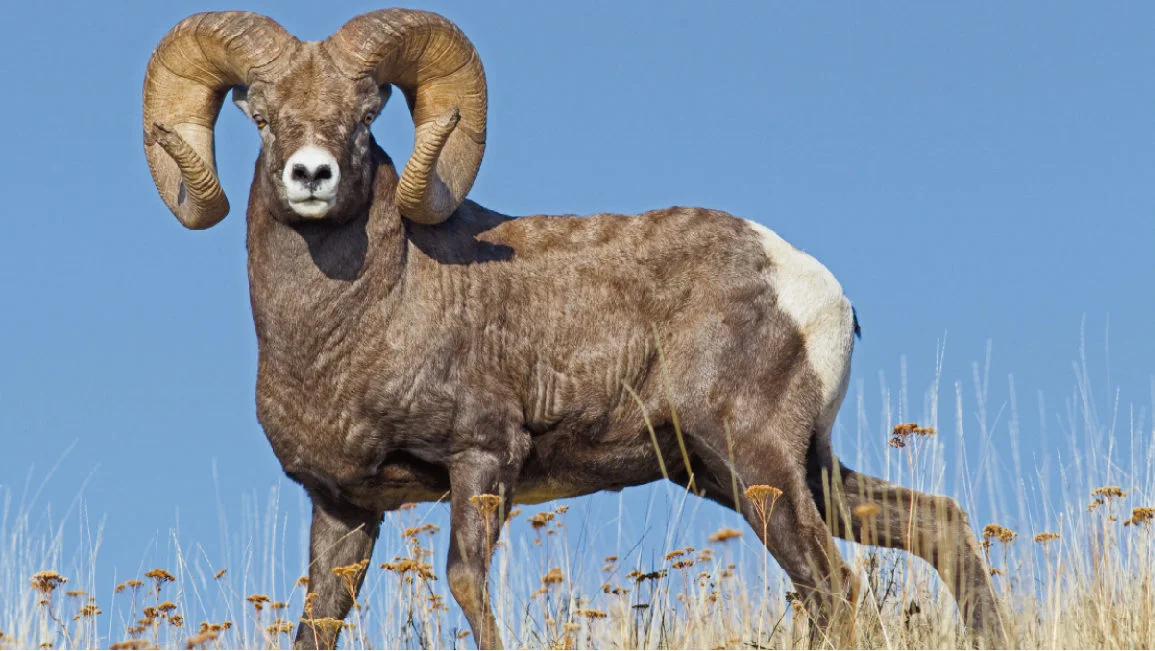 Big Horn Babes Ride Out Joshua Tree.jpg