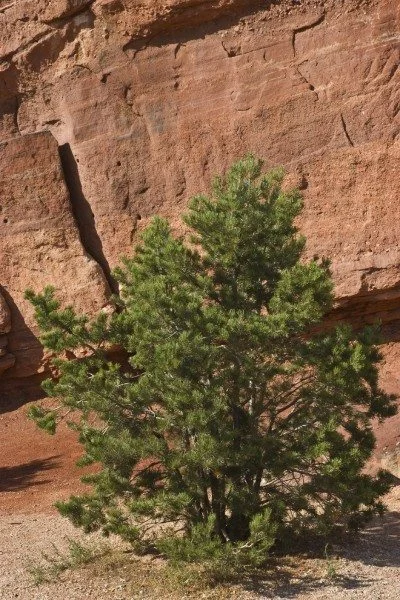 pinyon-pine-babes ride out.jpg