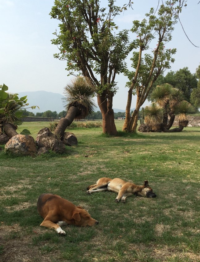 Loved seeing the cute dogs hanging out enjoying the weather