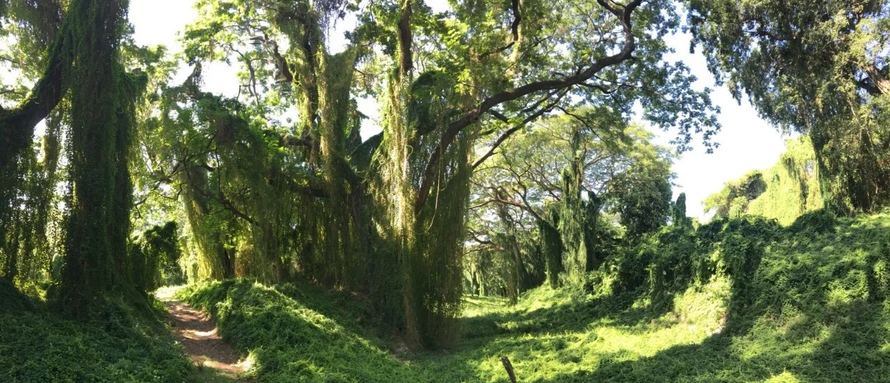 Parque Almendares is also known as the “lungs of the city” for Havana. A beautiful forest in the middle of the city filled with trees draped with vines that look like walls.