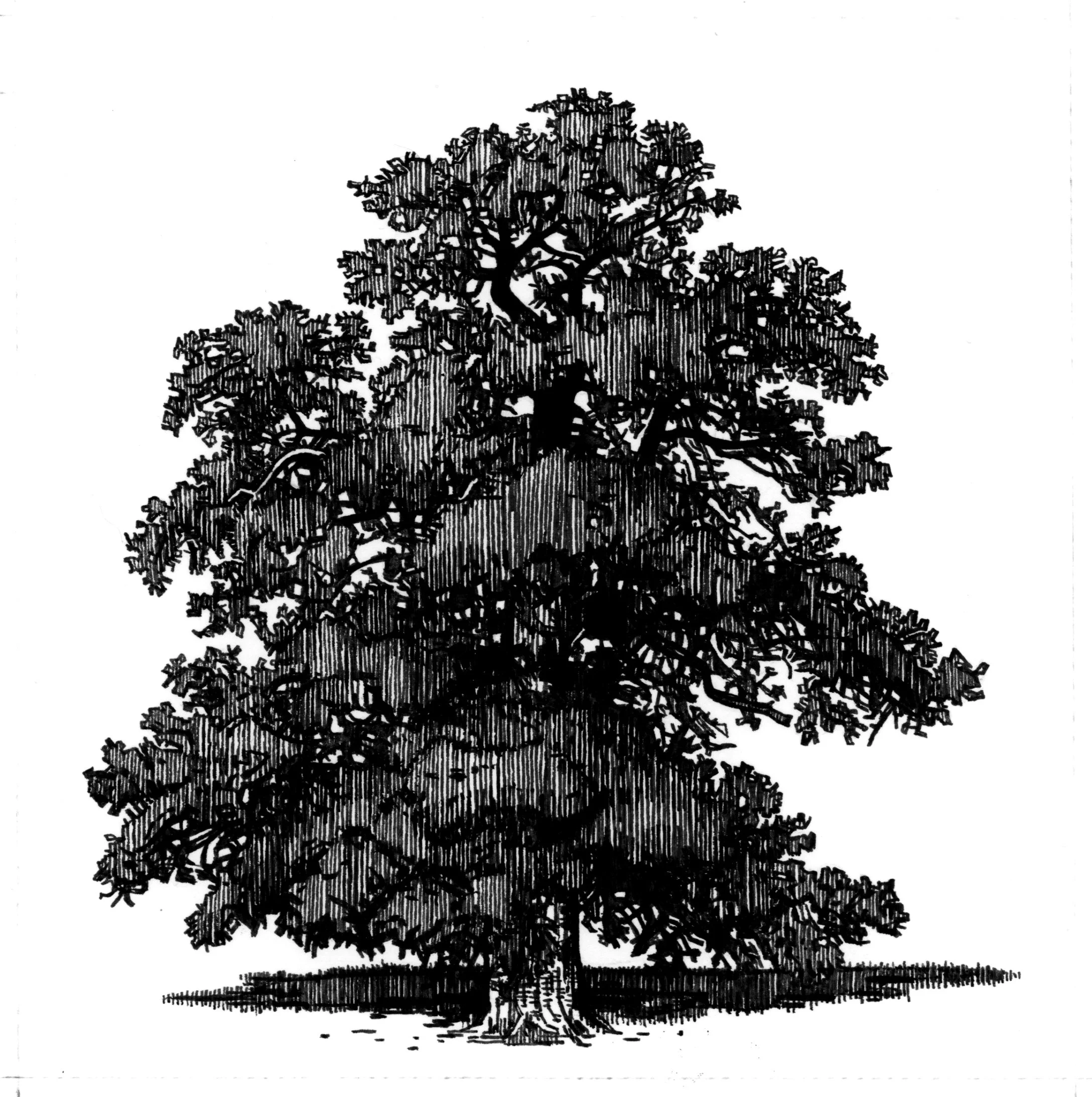 tree square 2 final.jpg
