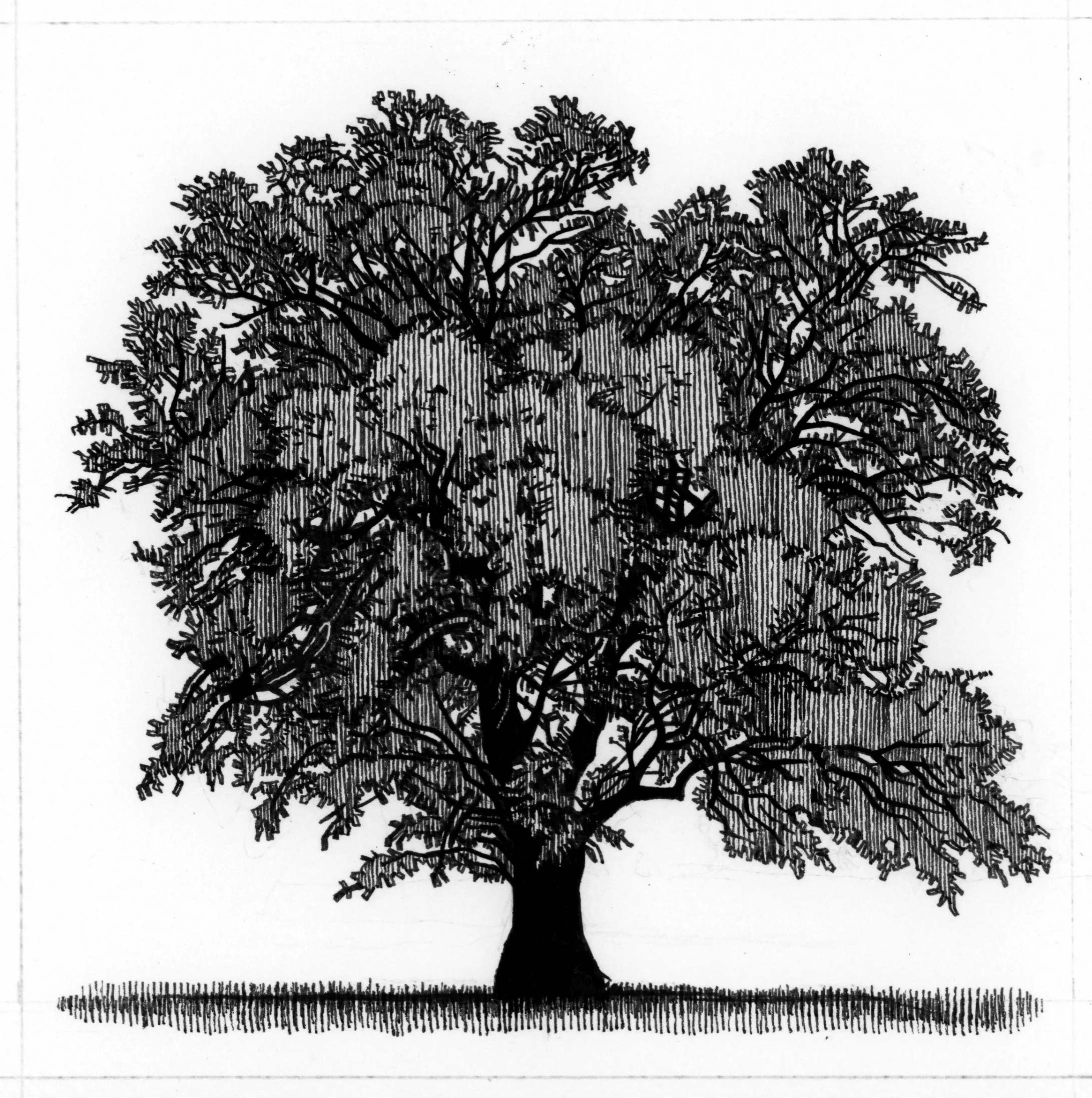 tree square 1 final.jpg