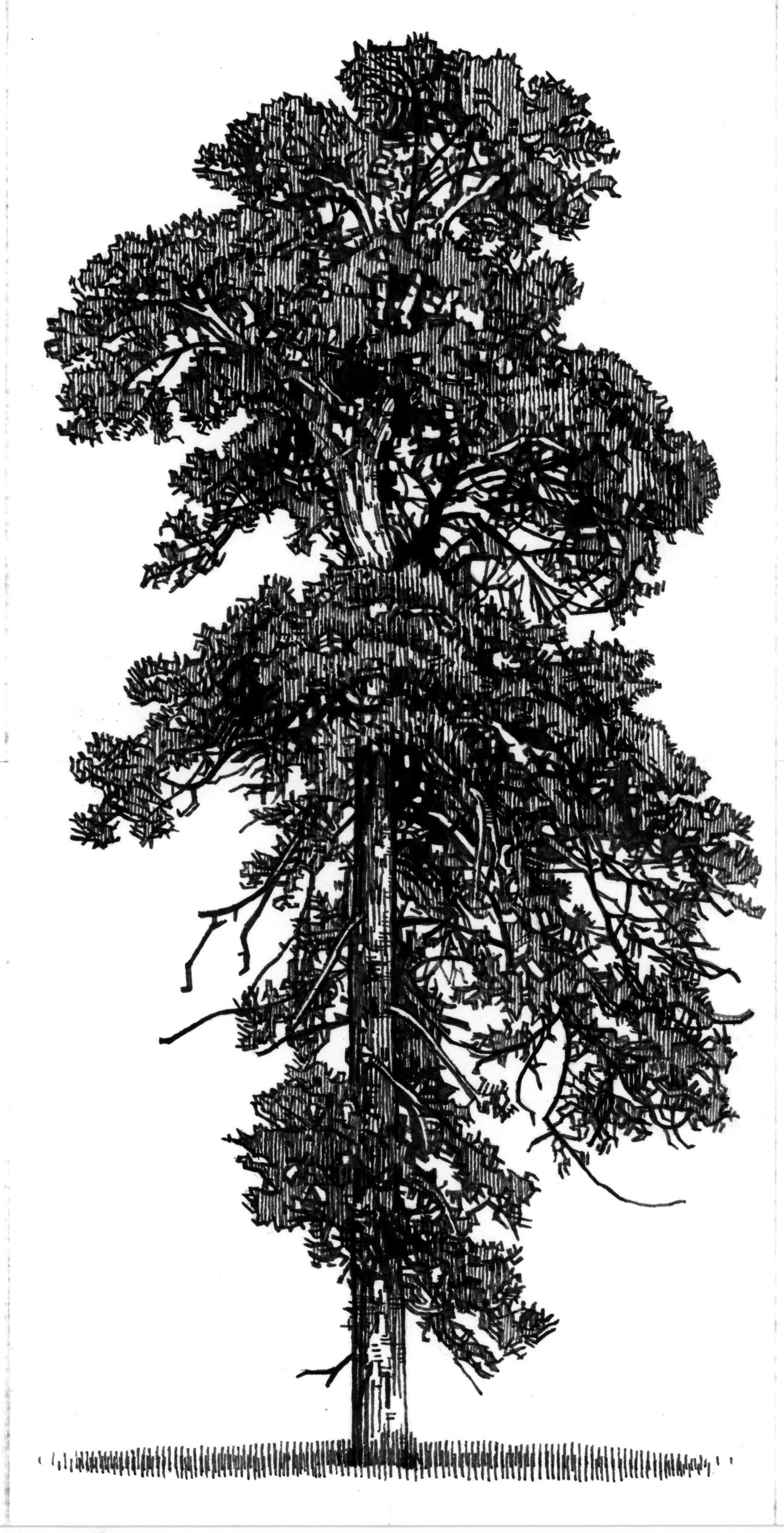 tree vertical 2 final.jpg