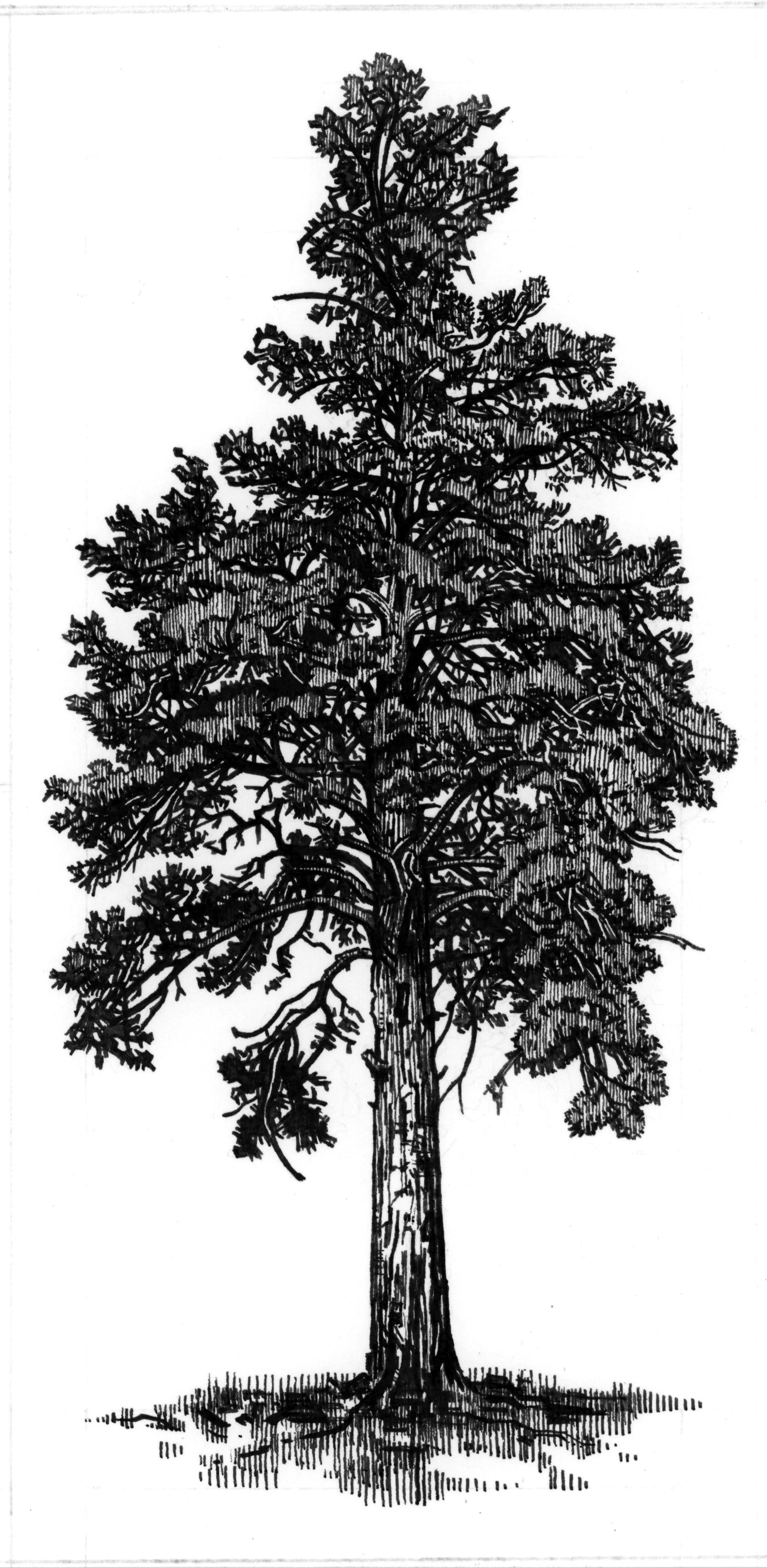 tree vertical 1 final.jpg