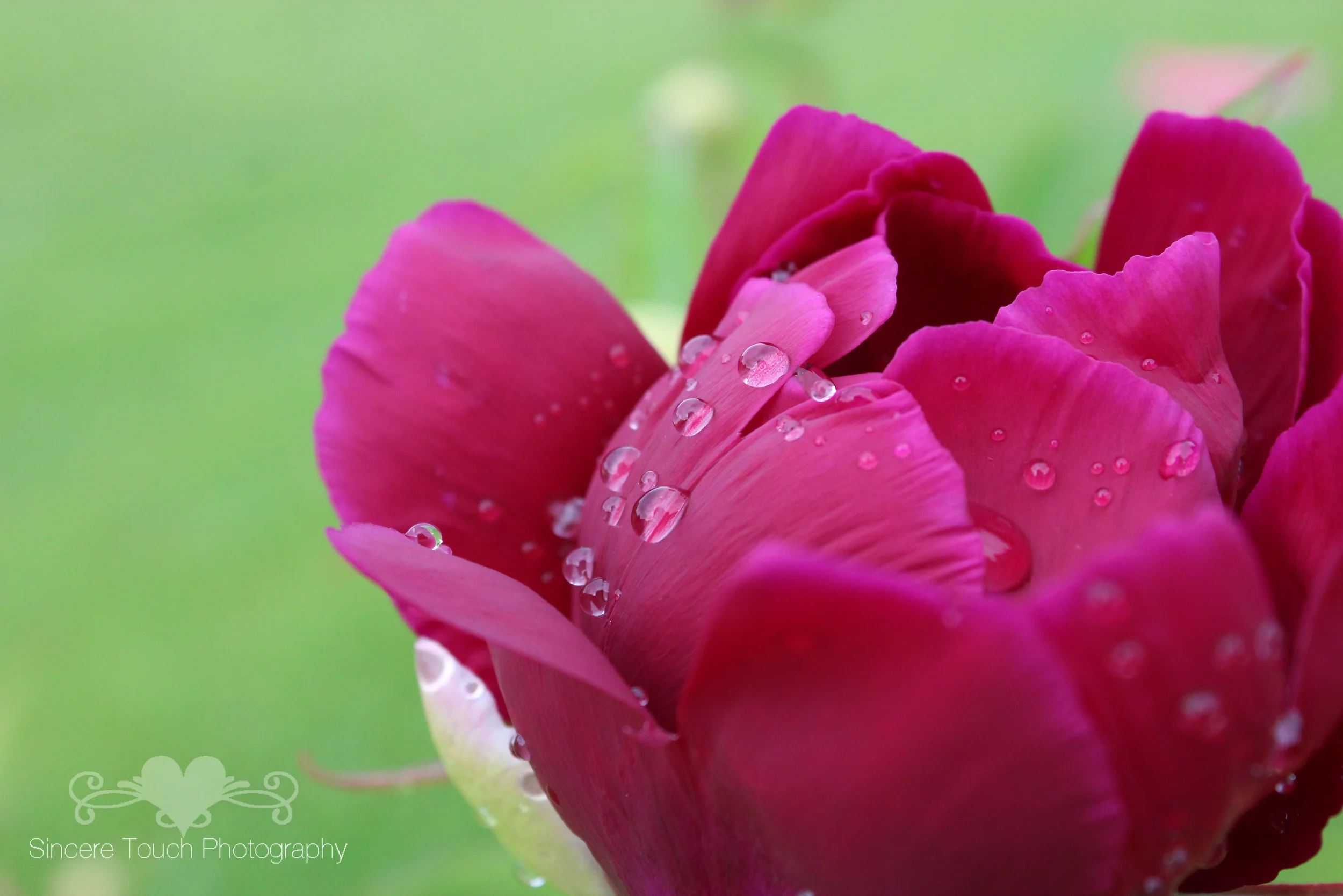 peony-1.jpg
