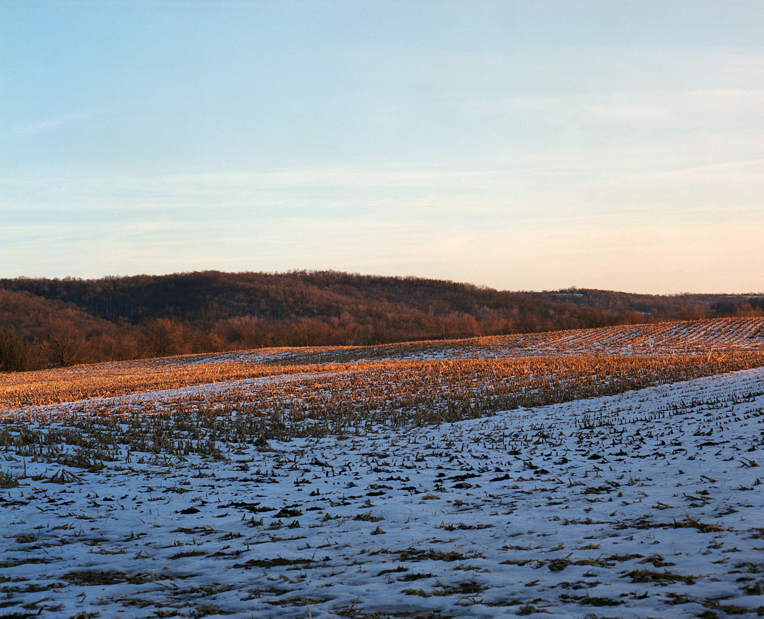 golden light on old corn.jpg