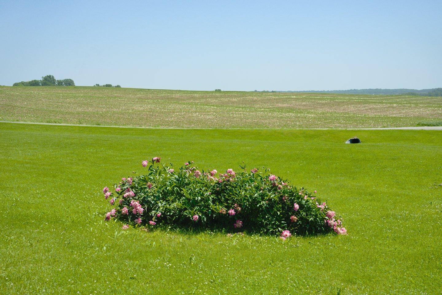 pink rose bush.jpg