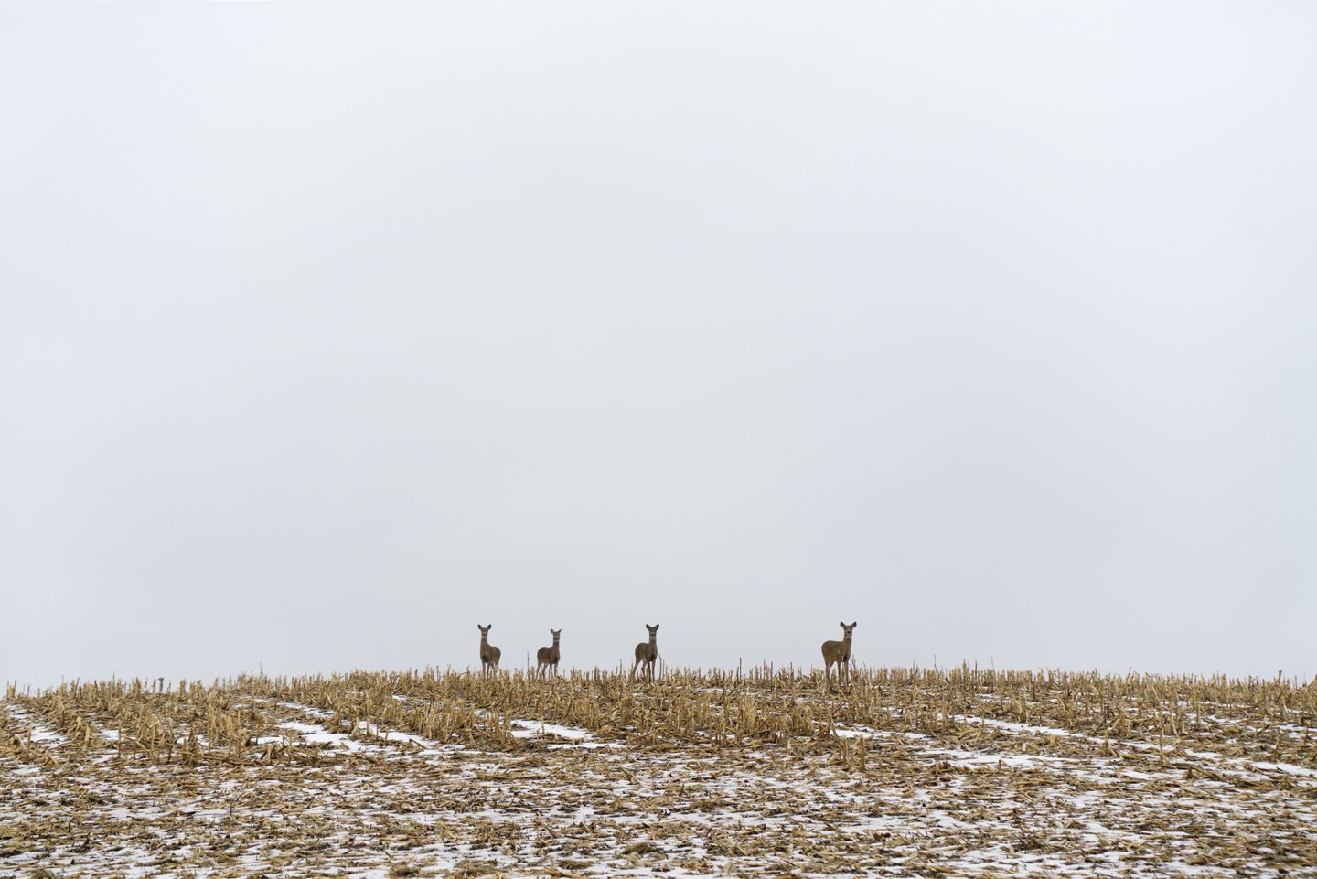 four deer.jpg